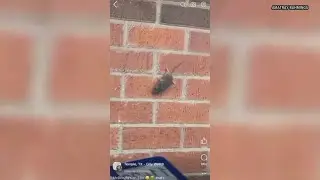 Local restaurant facing rodent problem gets shut down