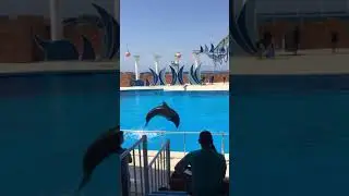 Dolphin Show | Sealanya | Alanya Turkey | 2021 |