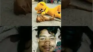#dog #teddy #prank #teddybear
