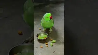 mithu Billi kaise bolti heyy 🦜🦜#parrot #talkingparot #funny #nonstoptalkingparrot #shortvideo #funny