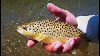 Fly fishing a small stream in southeast idaho! lots of fish (hares ear)
