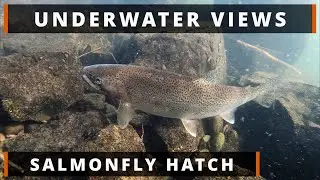 Big Bugs Big Trout with Underwater Shots, Dry Fly Fishing, Salmonfly Hatch, Oregon 2024