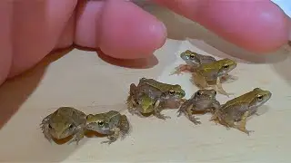 カエルの育成ってこんなに大変なのか！成長おそっ！