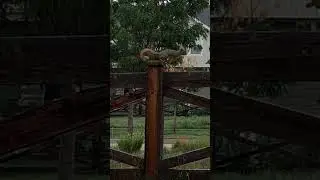 &ldquo;Squirrel&rsquo;s Morning Feast 🐿️ | 다람쥐의 아침 식사&rdquo;