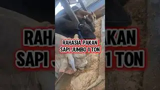 RAHASIA PAKAN SAPI QURBAN JUMBO (BELGIAN BLUE, PO & BRAHMAN CROSS BOBOT 1 TON‼️MAJAPAHIT ABADI FARM
