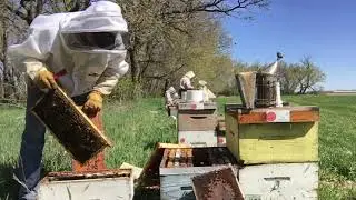How I Assess Spring Bee Hive Strength - May 16
