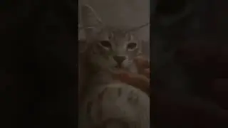 my cat was so tired today that he need a little nap time subscribe and like if his cute