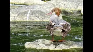 391. Morč&aacute;k velk&yacute;, Mergus merganser, Goosander, G&auml;nses&auml;ger, Serreta grande