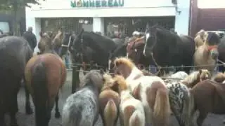 Paardenmarkt Elst 2009