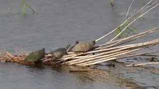 North American Painted Turtles soak up the sun on a northern USA Beaver pond