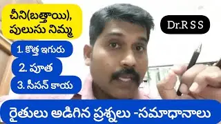 కొత్త ఇగురు /పూత /సీసన్ కాయ - చీని(బత్తాయి)/నిమ్మ -రైతులు అడిగిన ప్రశ్నలు -సమాధానాలు.By Dr RSS.