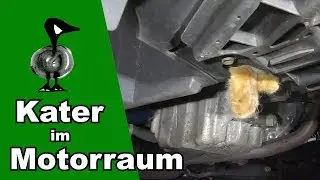 Kater tagelang im Motorraum - Tiernotruf #208