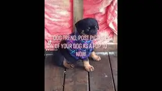 TikTok Trend