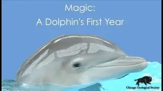 Magic: A Dolphin's First Year