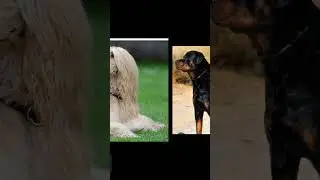 very high price dogs