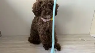 My Dog Makes SLIME?! Meet Lucy, the Slime CEO 🐶✨