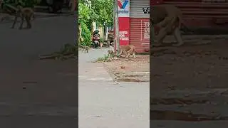 #monkey #funny #comedy #animals #viralvideo #shorts #trending