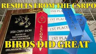 1st Places At The CSRPO With my Racing Pigeons