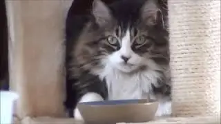 Megglepuss