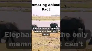 Amazing Animal Fact #MM Tamil