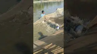 amazing Bangladeshi panggas fish 🐠🐠#shorts #fish #tiktok