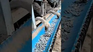 Почему страусы едят камни? 🪨