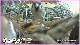 【庭の鳥の日常】(26,01,26) ミカンの代わりにゼリーを１個増加