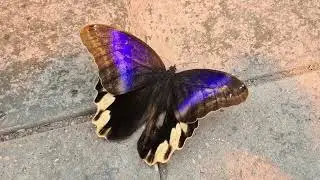 Der Bananenfalter / The Owl Butterfly / Genus Caligo