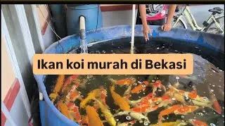 IKAN KOI MURAH DI BEKASI