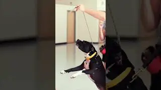 How to stop my dog from barking at the door? #dogtraining