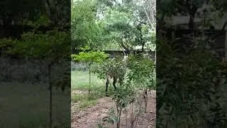 Asian antelope in the forest🌲🌲🌲
