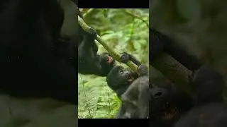 Rwanda&rsquo;s Gorilla Kingdom 🦍 | Luxury Wildlife Encounter You&rsquo;ll Never Forget!&rdquo; #rwenzorimountains #