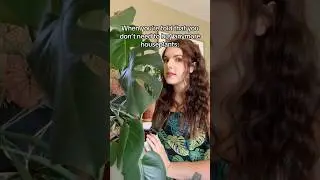 My Houseplant Addiction 🪴 #plants #houseplants