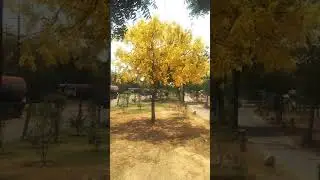 Amaltas Tree