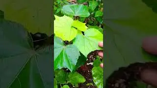 Garden🤓New Plant🤓Changing Flower🌷Plant Growth👍👌