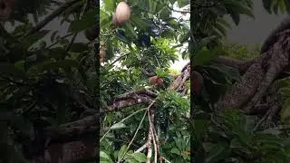 HE CONTINUES TO BEAR FRUIT #farming #nature #asmr
