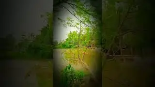 viral#shortvideo , Saber official Td