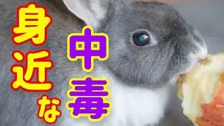 【うさぎの中毒】うさぎにとっての身近な毒物 #42  うさぎの病気 Vol.16