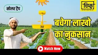 पैसा वसुल चिपकू सोलर ट्रैप l  Value for money | Chipku Mini Solar Trap