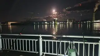 【福島県相馬港】【11月2日】サビキ、ぶっ込み、泳がせ