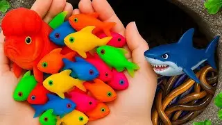 Color Explosion! Catch Tropical Fish in Small Ponds, Carp, Seahorse | Beautiful Aquarium Fish Ever