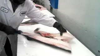 How to fillet a black cod fish (sable)