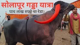 गड्डा यात्रा सोलापूर | सोलापूर गड्डा यात्रा | रेडा | solapur gadda Yatra| Siddheshwar Yatra Solapur 