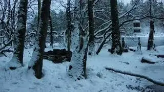 TNRS Mallards feeding frenzy 20260106 16:30 cam E