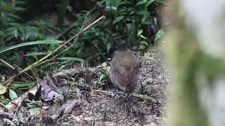 Jocotoco Antpitta, Casa Simpson trails, Ecuador Feb 2023