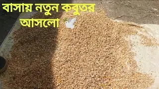 অনেক গোলা কবুতরের বাচ্চা ফুটল 😍 এবং কবুতরের আপডেট 🕊️ #Bangladesh#viral #new #video #foryou #trending