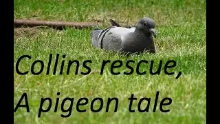 Every animal deserves a little help, a pigeon rescue story