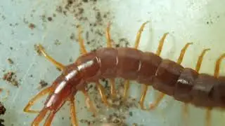 The Bark Centipede