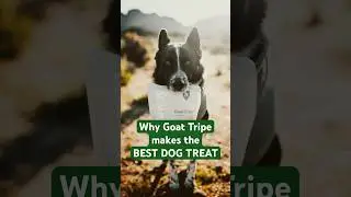 Why Goat Tripe makes the best dog treat - Health Benefits of Huntaway Goat Tripe Dog