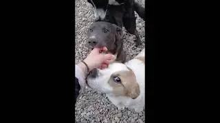 Wir suchen eine erfahrene, liebe Pflegefamilie mit Ersthund f&uuml;r unseren Odin🩵🐾🩵